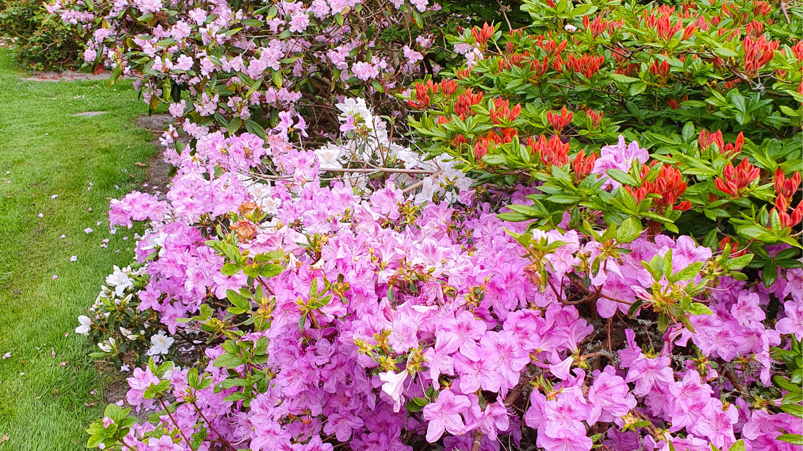 rhododendron