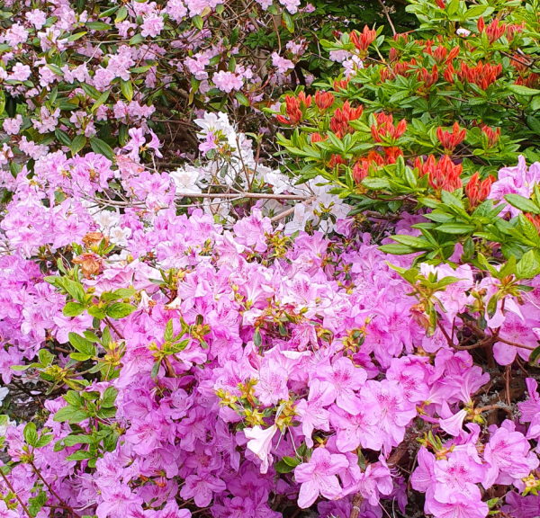 rhododendron