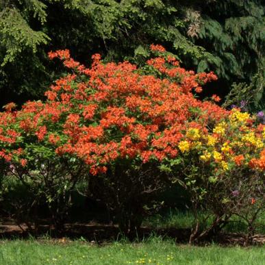 Rhodendronpark i Køge