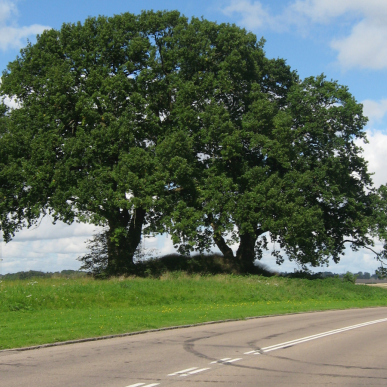 Gravhøj
