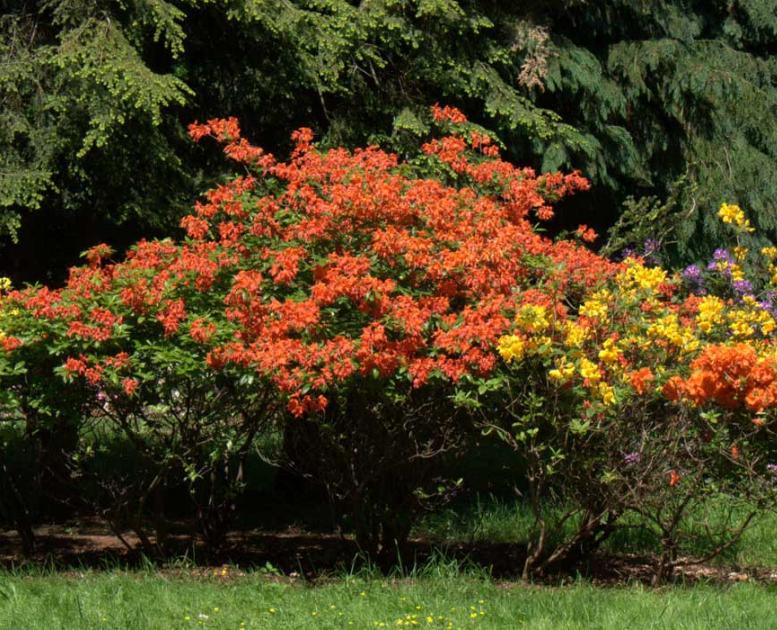 Rhodendronpark i Køge