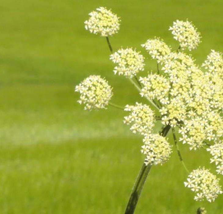 Blomst i græs