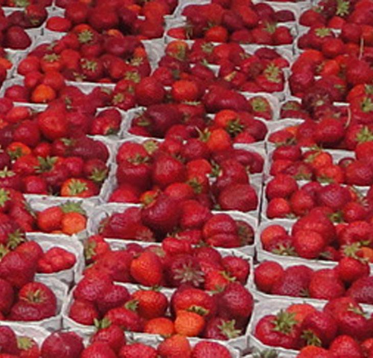 Køge Torv - jordbær